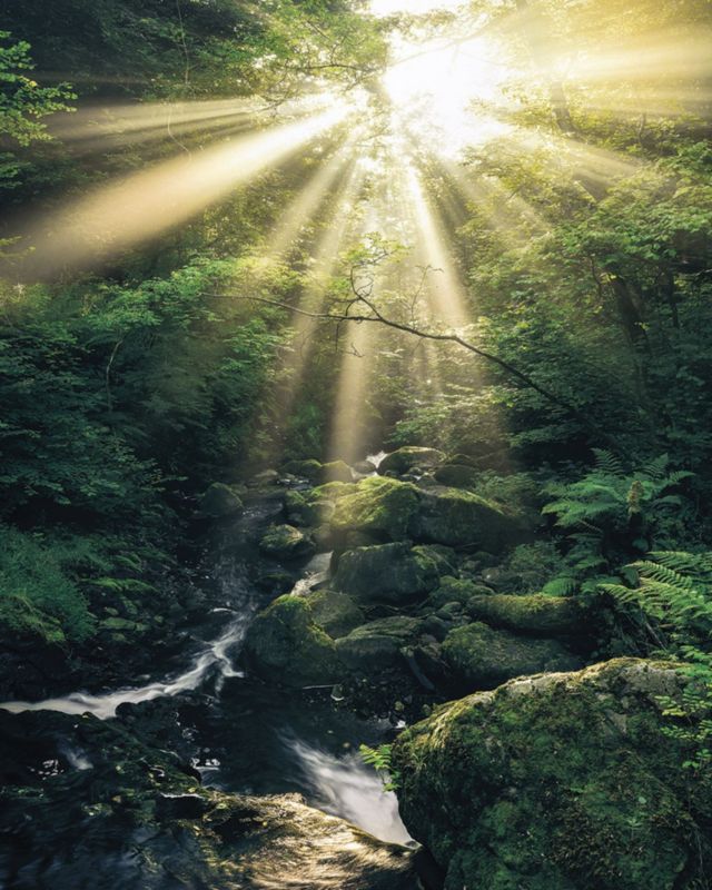 fototapeta Sanders & Sanders Boski zielonym 200 x 250 cm - 1 rol.