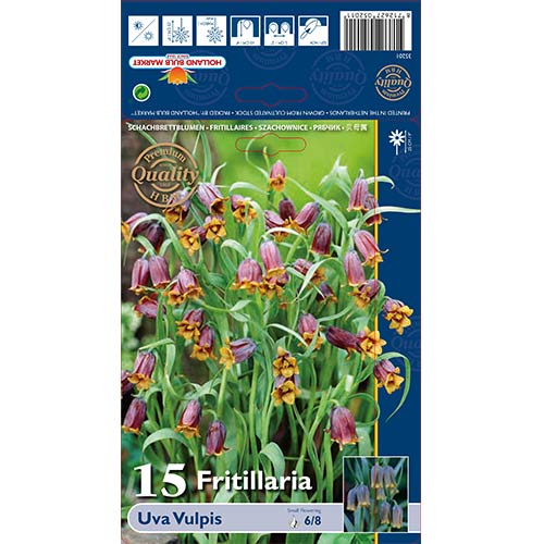 Szachownica (Fritillaria) Uva Vulpis - Cebule: Ilość w opakowaniu: 15 szt. - GradinaMax