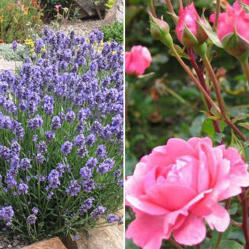 2 sadz, Super oferta! Zestaw Zapach Prowansji, róża i lawenda - Sadzonki: Ilość w opakowaniu: 2 sadz
