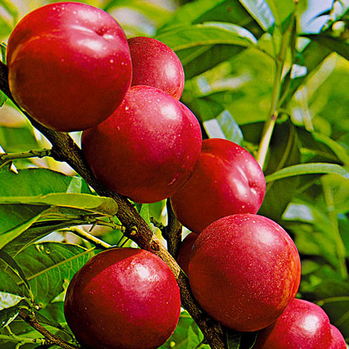 1 sadz, Nektaryna Crystal Red - Sadzonki: Ilość w opakowaniu: 1 sadz