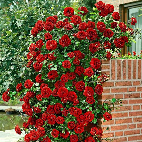 3 sadz, Róża pnąca Santana - Sadzonki: Ilość w opakowaniu: 3 sadz