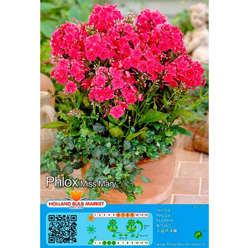 1 szt., Floks (Płomyk) Miss mary - Byliny: Ilość w opakowaniu: 1 szt.