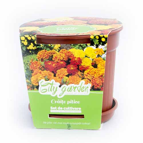 1 szt, Zestaw do uprawy - Aksamitka rozpierzchła niska - Nasiona: Ilość w opakowaniu: 1 opak