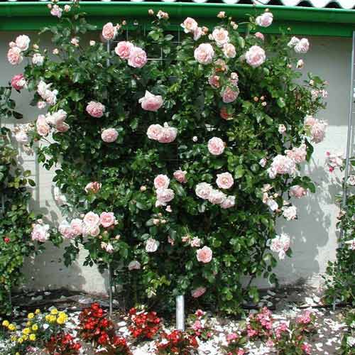 1 szt, Róża pnąca Amaretto - Sadzonki: Ilość w opakowaniu: 1 sadz