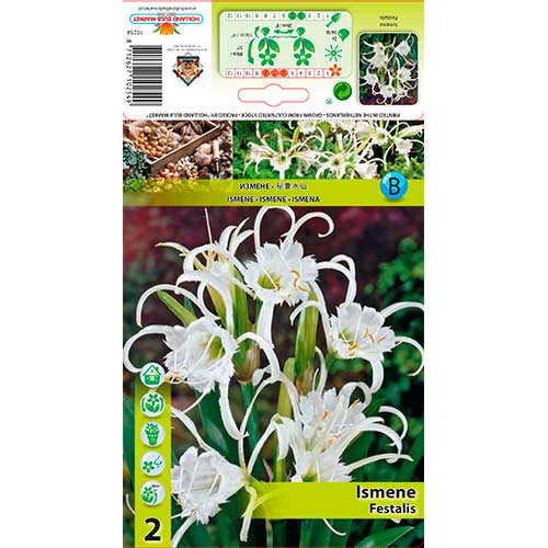 2 szt., Błonczatka (Ismene) Festalis - Cebule: Ilość w opakowaniu: 2 szt.
