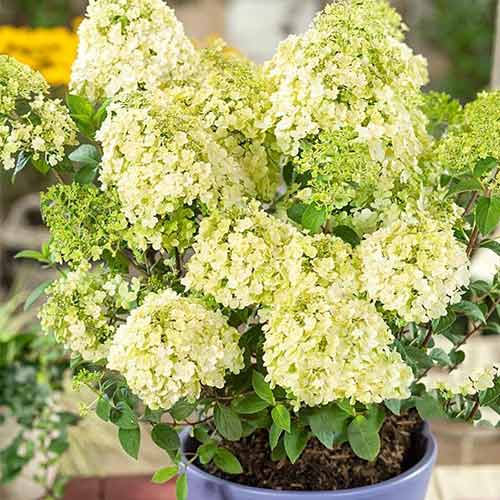 1 sadz, Hortensja bukietowa Bobo - Sadzonki: Ilość w opakowaniu: 1 sadz