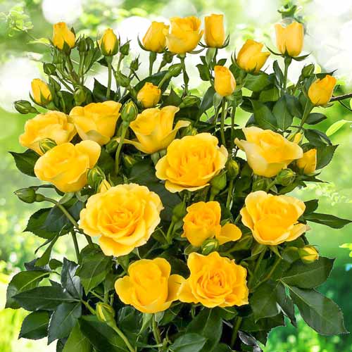 1 szt, Róże miniaturowe Sun City - Sadzonki: Ilość w opakowaniu: 1 sadz