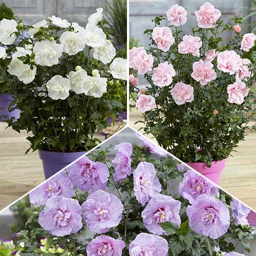 3 sadz, Super oferta! Hibiskus (Ketmia syryjska) Chiffon, zestaw 3 odmian - Sadzonki: Ilość w opakowaniu: 3 sadz