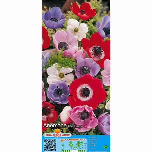 Zawilec (Anemone) De Caen, mix kolorów - Cebule: Ilość w opakowaniu: 15 szt. - GradinaMax