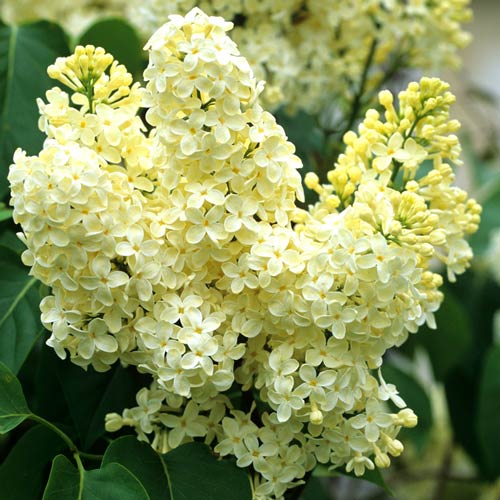 1 sadz, Lilak (Bez) Primrose - Sadzonki: Ilość w opakowaniu: 1 sadz