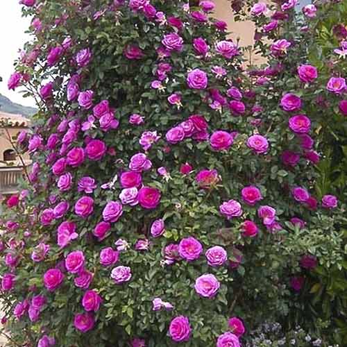 1 sadz, Róża pnąca Gloriana - Sadzonki: Ilość w opakowaniu: 1 sadz