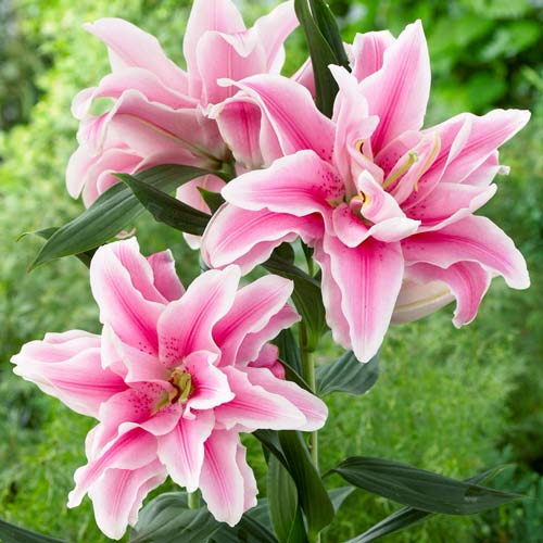 1 szt, Lilia orientalna pełna Soft Music - Cebule: Ilość w opakowaniu: 2 cebul