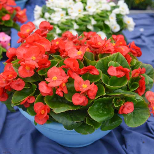 1 szt, Begonia stale kwitnąca średnio wysoka Gloria F1 czerwona Legutko - Nasiona: Ilość w opakowaniu: 0.1 g