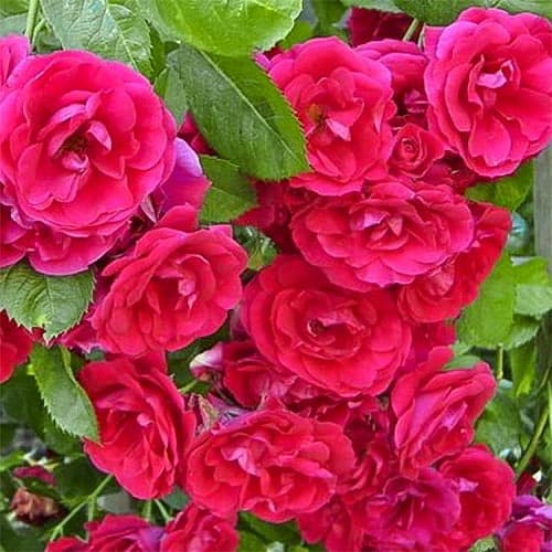 1 sadz, Róża pnąca Blaze Superior - Sadzonki: Ilość w opakowaniu: 1 sadz