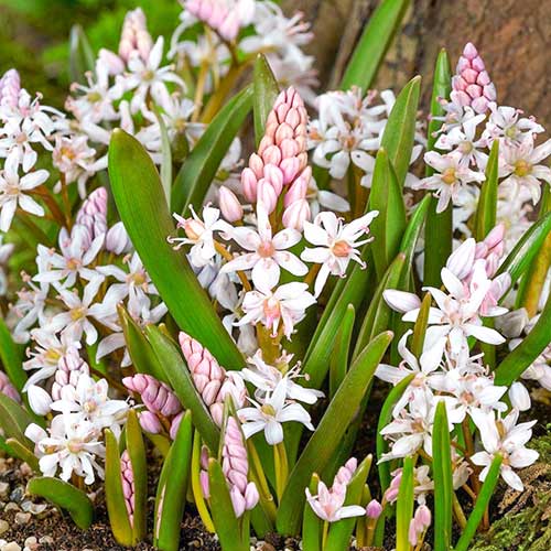 1 szt, Cebulica Bifolia Rosea - Cebule: Ilość w opakowaniu: 10 szt.