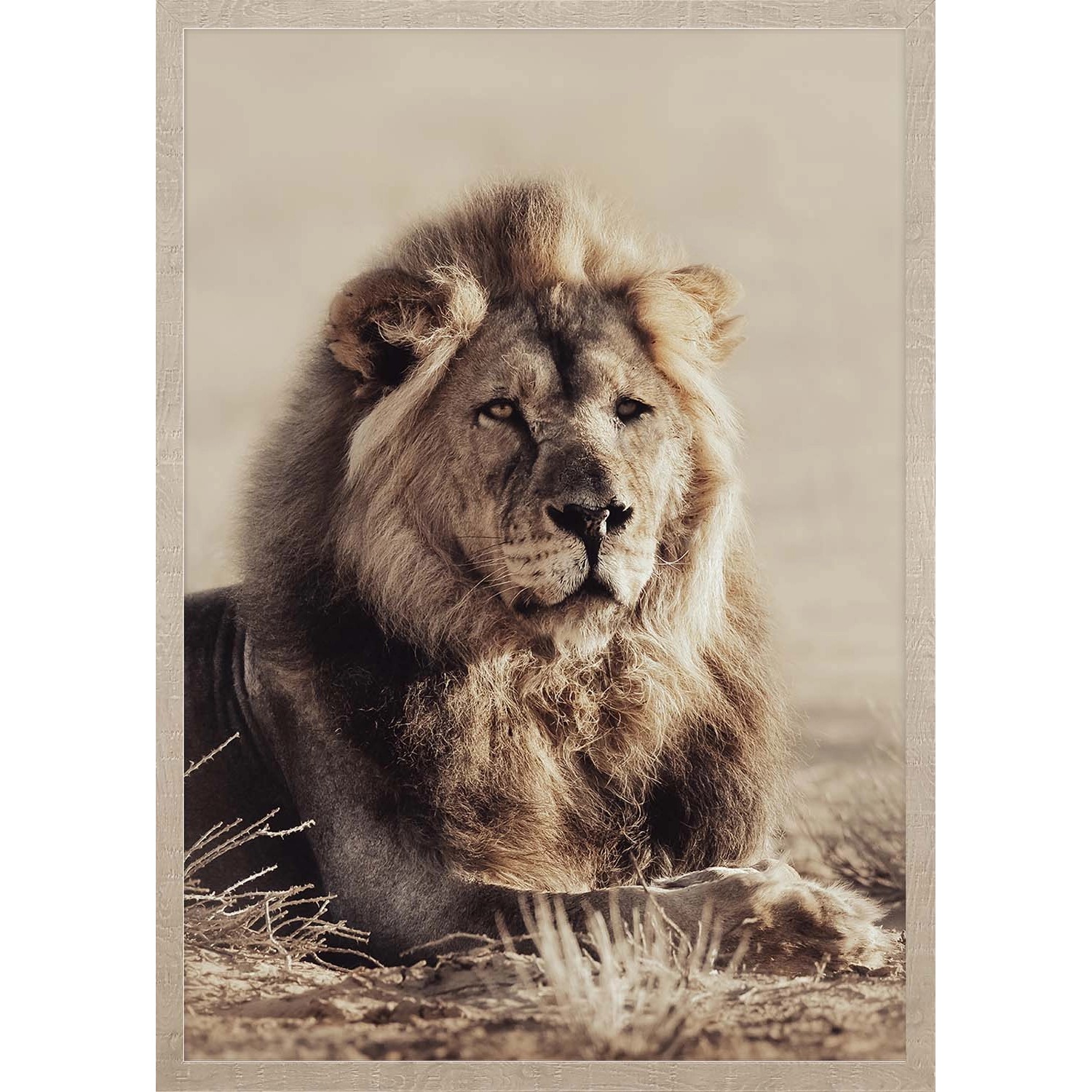 ARS LONGA Obraz LORDLY LION 53 x 73 cm