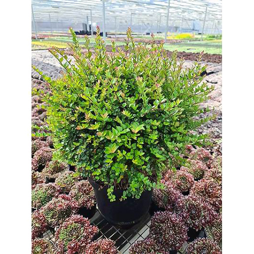 1 buc, Caprifoi târâtor Copper Glow - Răsaduri: Mod de ambalare: 1 buc