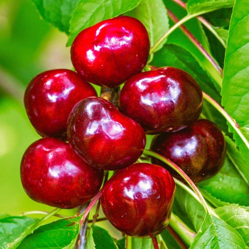 1 buc, Cireș Germesdorfer - Puieți: Mod de ambalare: 1 buc