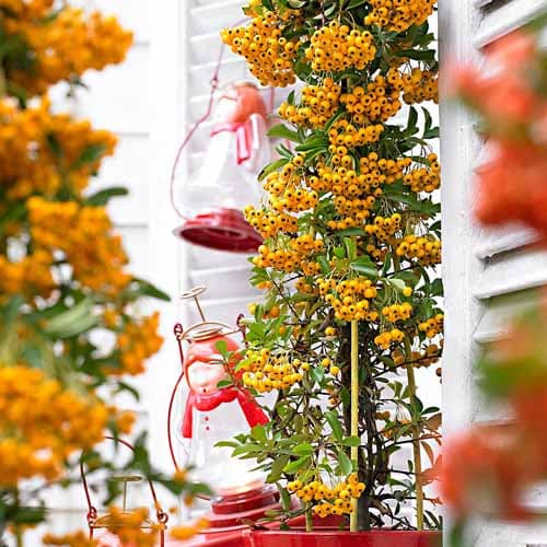 1 buc, Pyracantha Soleil d'Or - Răsaduri: Mod de ambalare: 1 buc