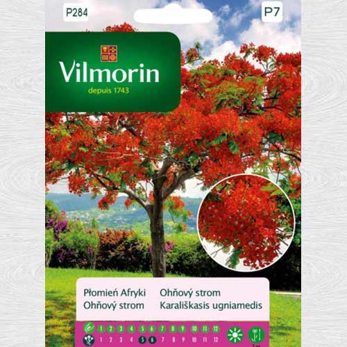 1 pac, Arbore de foc - Semințe: Mod de ambalare: 4 g
