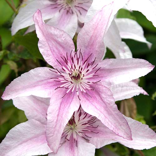 1 buc, Clematis Pink Fantasy - Răsaduri: Mod de ambalare: 1 buc