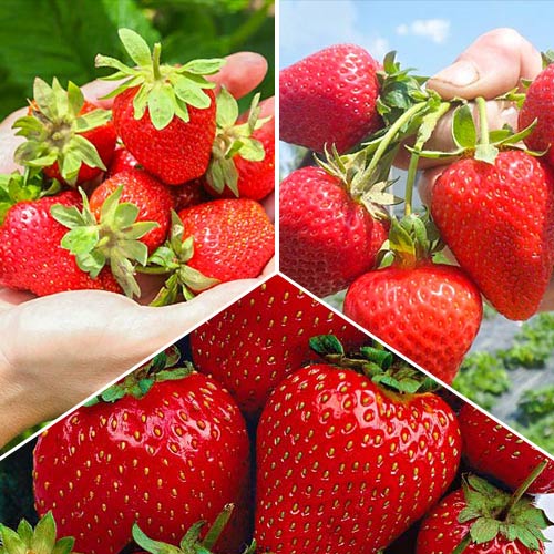 15 buc, Super-ofertă ! Set de căpșuni (San Andreas, Ostara, Monterey) de 3 soiuri - Răsaduri: Mod de ambalare: 15 buc