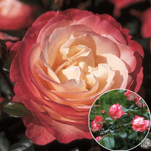 3 buc, Trandafir (Rosa) Teahibrid Nostalgia - : Mod de ambalare: 3 buc