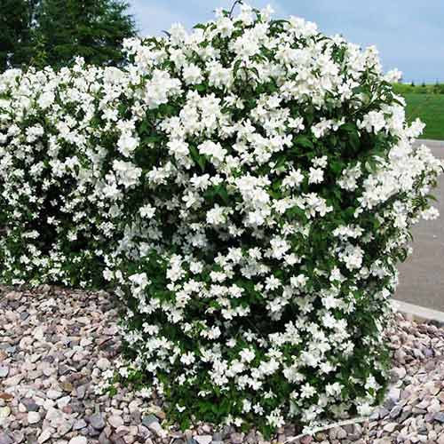 1 buc, Iasomie Minnesota Snowflake - Răsaduri: Mod de ambalare: 1 buc