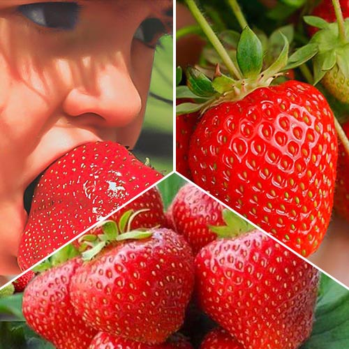 15 buc, Super-ofertă ! Set de căpșuni (Kimberly, Gigantella, Portola) de 3 soiuri - Răsaduri: Mod de ambalare: 15 buc