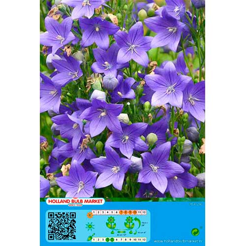 1 buc, Floarea balon (Platycodon) Blue - Bulbi: Mod de ambalare: 1 buc