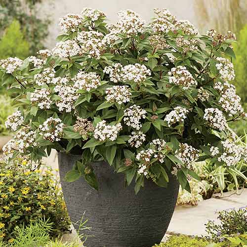 1 buc, Călin Eve Price - Răsaduri: Mod de ambalare: 1 buc