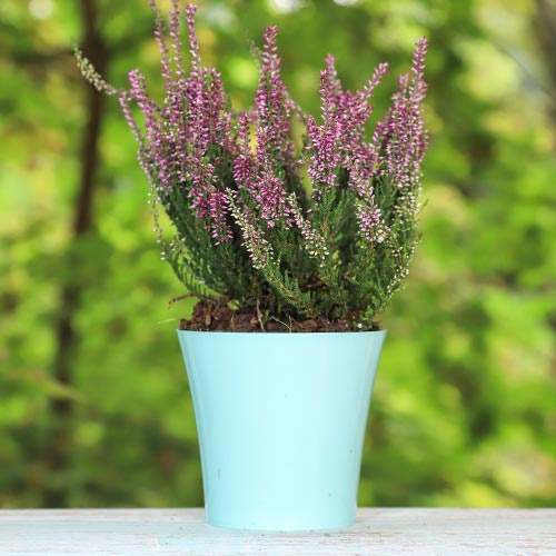 1 buc, Calluna (Iarba neagra) Amethyst - Răsaduri: Mod de ambalare: 1 buc