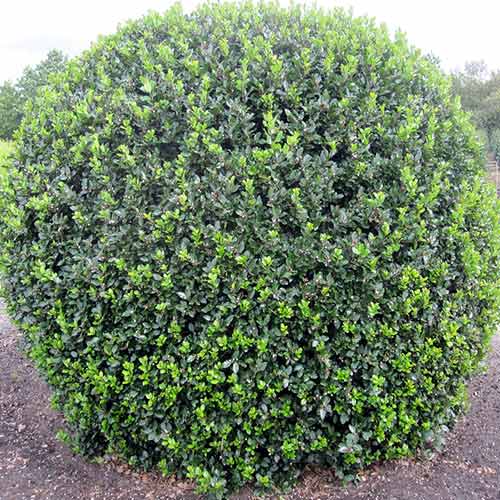 1 buc, Laur Blue Prince - Răsaduri: Mod de ambalare: 1 buc