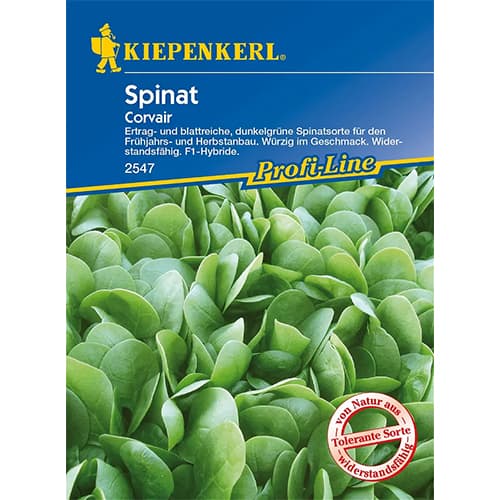 1 pac, Spanac Corvair F1 - Semințe: Mod de ambalare: 1 pac