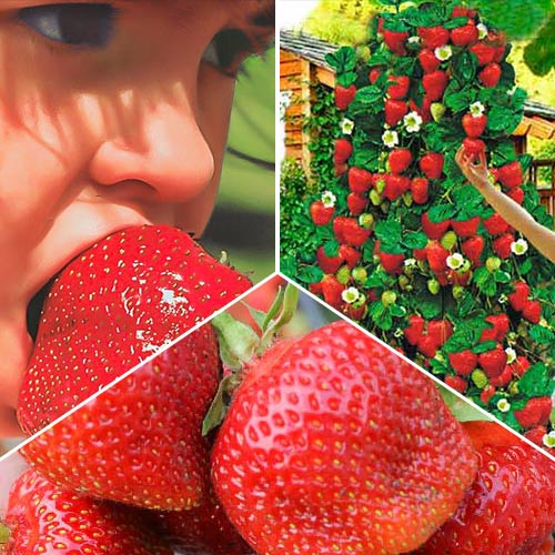 15 buc, Super ofertă! Căpşuni Pentru sănătate, set de 3 soiuri - Răsaduri: Mod de ambalare: 15 buc