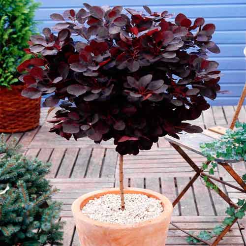 1 buc, Scumpie Royal Purple - Răsaduri: Mod de ambalare: 1 buc