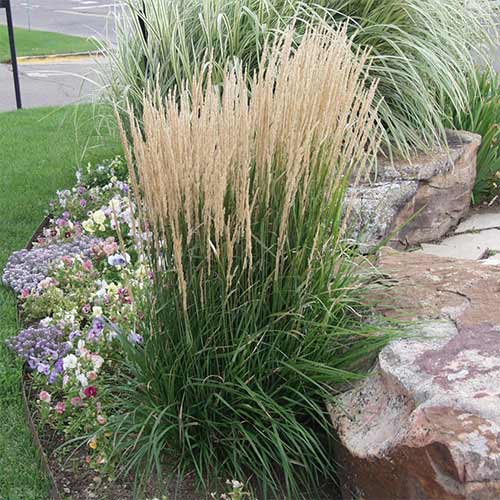 1 buc, Stuf (Calamagrostis) Karl Forster - Răsaduri: Mod de ambalare: 1 buc