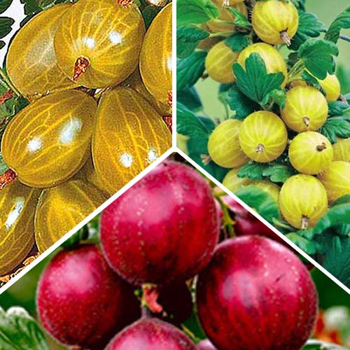 3 buc, Super ofertă! Set de agriș trio - : Mod de ambalare: 3 buc