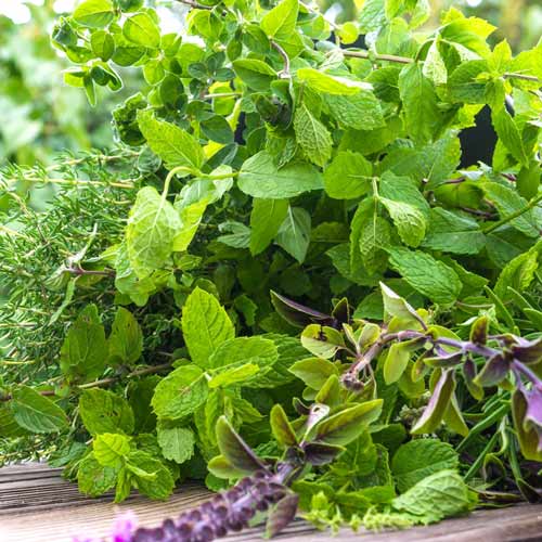 1 pac, Ierburi aromatice perene amestec de soiuri - Semințe: Mod de ambalare: 1 g