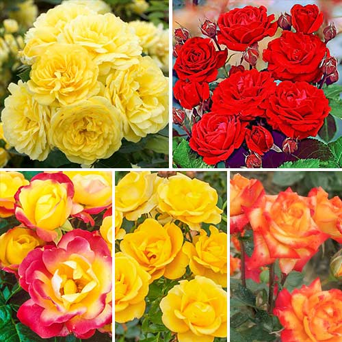 Super ofertă! Trandafiri floribunda Magic colors, de 5 soiuri - Butași: Mod de ambalare: 5 buc