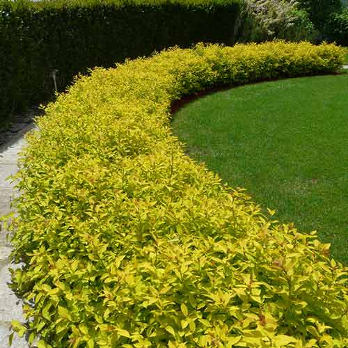 1 buc, Cununiță japonica White Gold - Răsaduri: Mod de ambalare: 1 buc