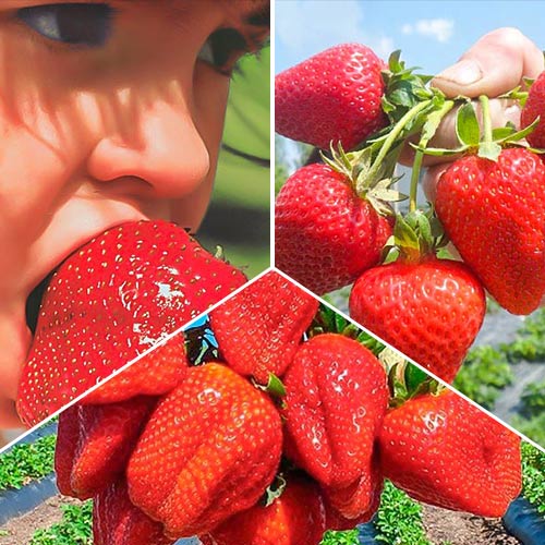 15 buc, Super ofertă! Căpşuni Vintage mix, set de 3 soiuri - Răsaduri: Mod de ambalare: 15 buc