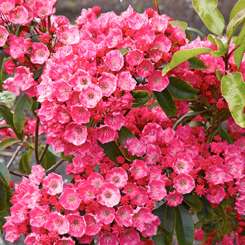 1 buc, Kalmia Beacon - Răsaduri: Mod de ambalare: 1 buc