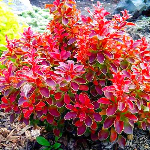 1 buc, Dracila Ruby Star - Răsaduri: Mod de ambalare: 1 buc