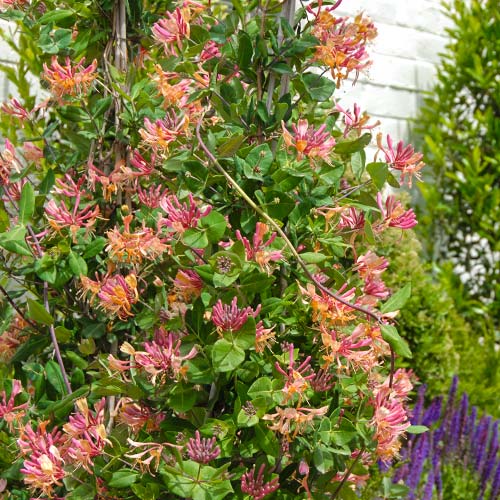 1 buc, Caprifoi (Mâna Maicii Domnului) Heckrotti - Răsaduri: Mod de ambalare: 1 buc