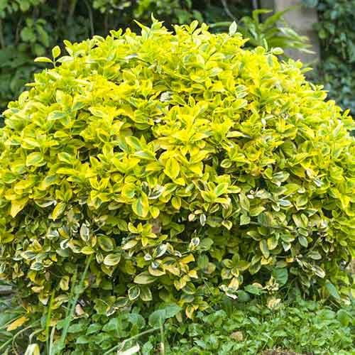 1 buc, Euonymus Sunshine - Răsaduri: Mod de ambalare: 1 buc