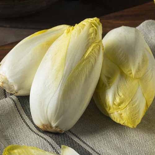 1 pac, Cicoare furajeră Witloof - Semințe: Mod de ambalare: 1 pac