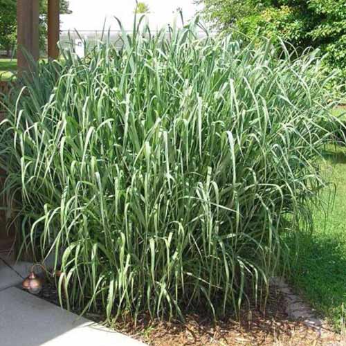 1 buc, Mei decorativ Dallas Blues - Răsaduri: Mod de ambalare: 1 buc