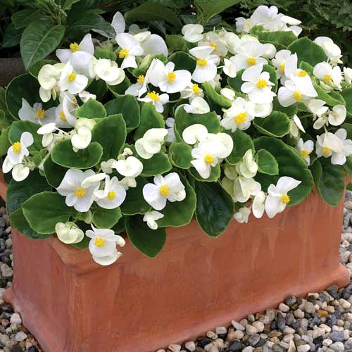 1 pac, Begonie Prima F1 albă Legutko - Semințe: Mod de ambalare: 0.1 g