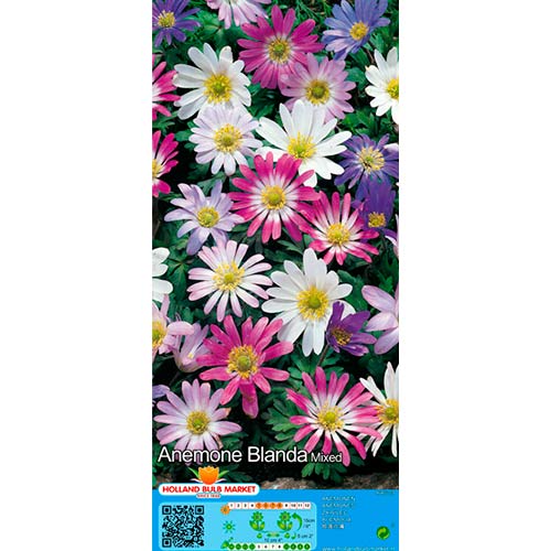 15 buc, Anemone Blanda mix multicolor - Bulbi: Mod de ambalare: 15 buc